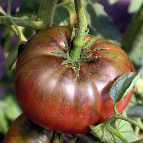 Plant Greffe Tomate Côtelee Noire De Crimee Bio. Le pot de 1 litre