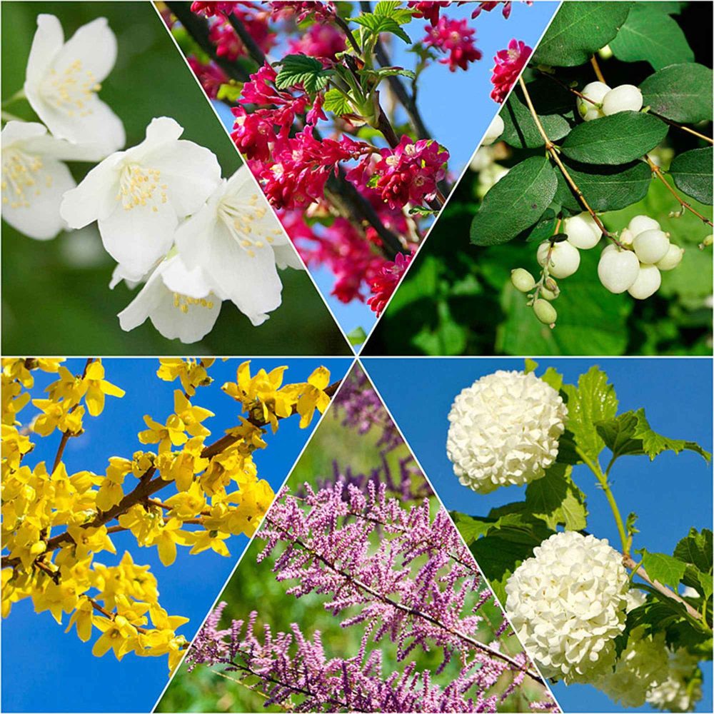 Collection Haie des quatre saisons #2 Tamarix, forsythia, philadelphus, ribes, symphonicarpus, viburnum