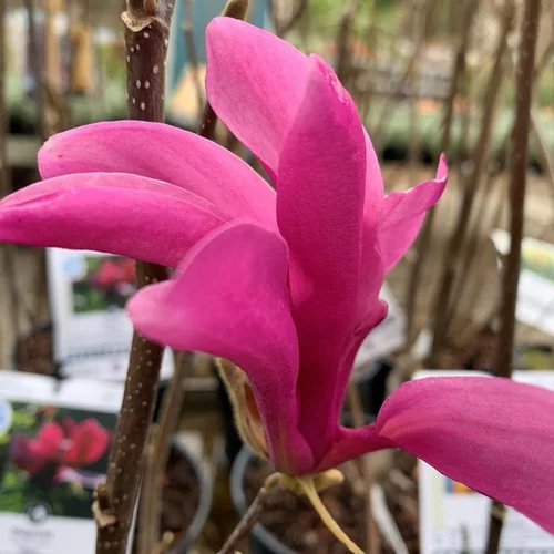 Magnolia Susan rose. Le pot de 9 litres