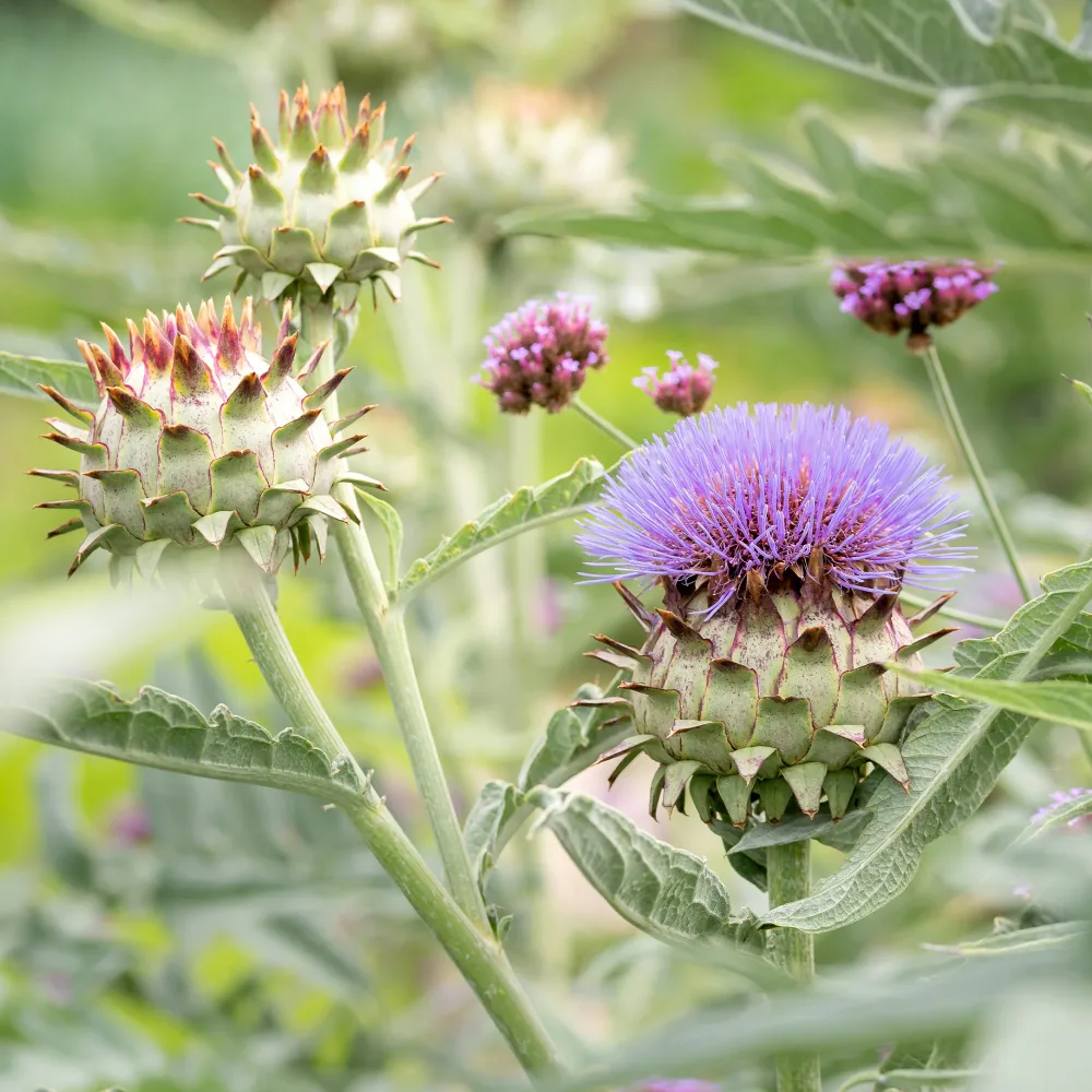Cardon Cynara cardunculus