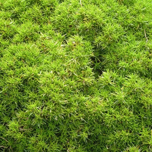 Scleranthus mousse - Le pot de 1 litre