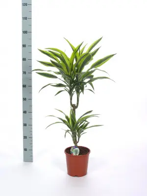 Dracaena Lemon Lime 2 pieds. Le pot de Ø 19 cm