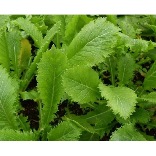 Semences bio de Moutarde de Chine Green in snow