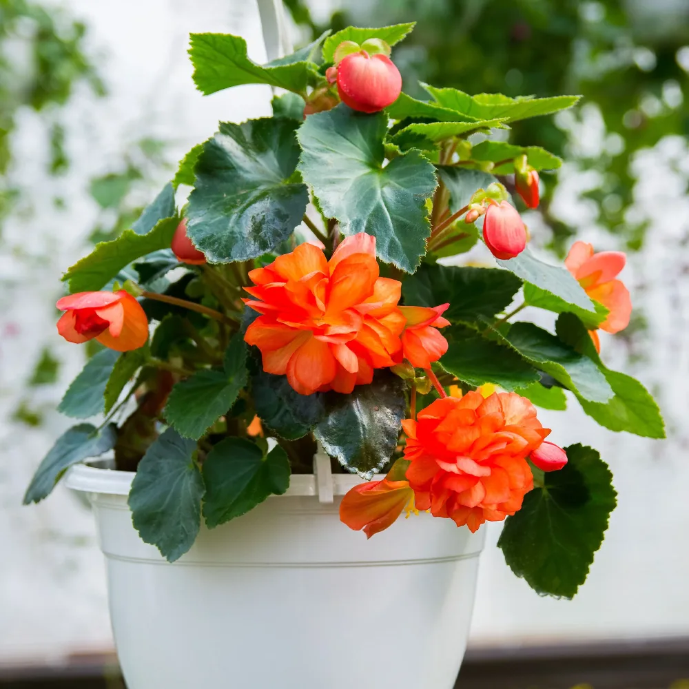 Bégonia à grandes fleurs oranges Bégonia orange