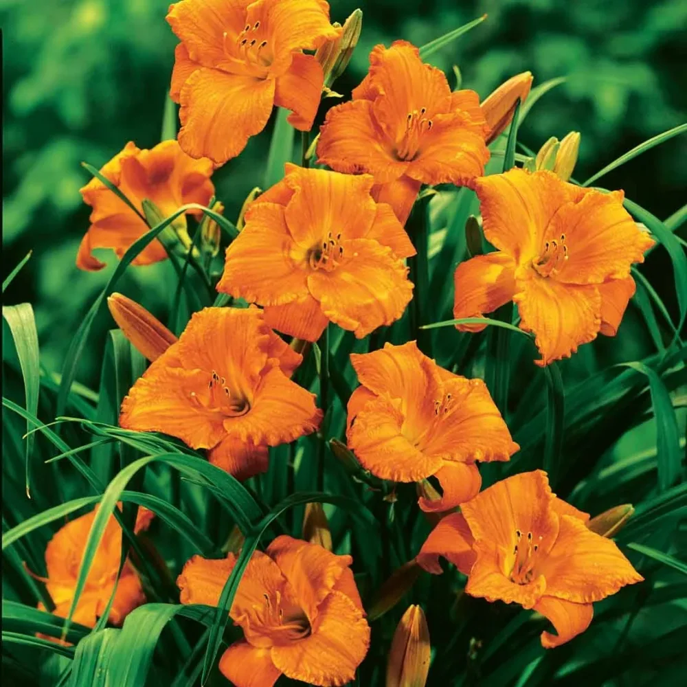 3 Hémérocalles Mona Loa (Lis perpétuels) Hemerocallis mona loa