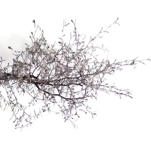 Corokia Cotoneaster Terre Cuite - Le pot de 11 cm