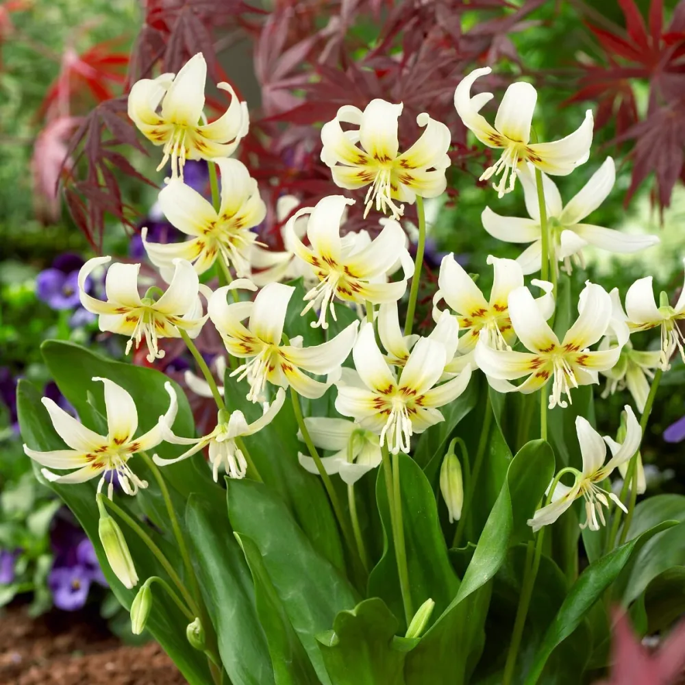 Erythrone White beauty Erythronium White Beauty