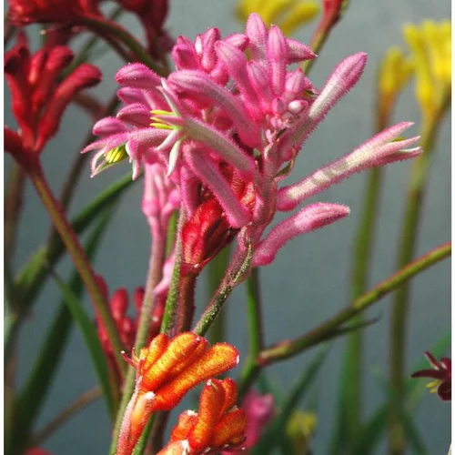 Anigozanthos - Le pot de 2 litres