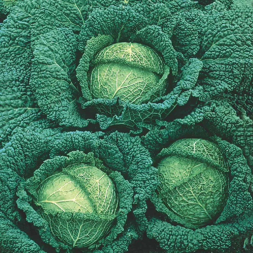 Chou de Milan Roi des Milans F1 Brassica oleracea sabauda roi des milans f1