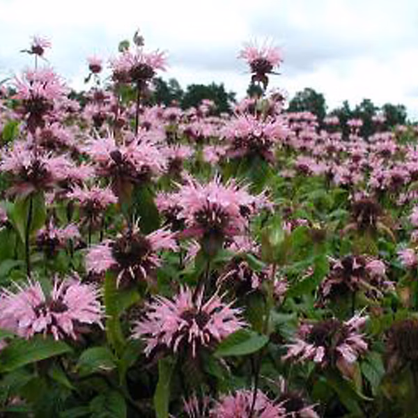 6 x Monarde 'Beauty of Cobham' | Monarda 'Beauty Of Cobham' – godet 9cm x 9cm