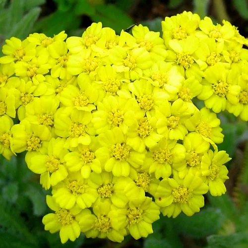 Achillea Tomentosa (Jaune). Le pot de 9x9 cm
