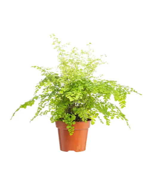 Fougère capillaire (cheveux de Vénus) vert. Le pot Ø 14 cm