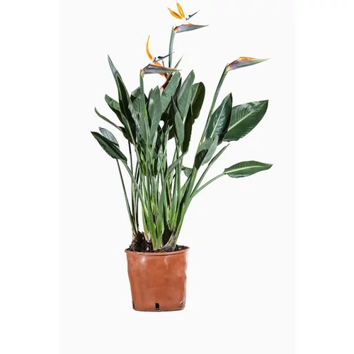 Strelitzia Reginae ou Oiseau du Paradis orange en pot déco de 9 L