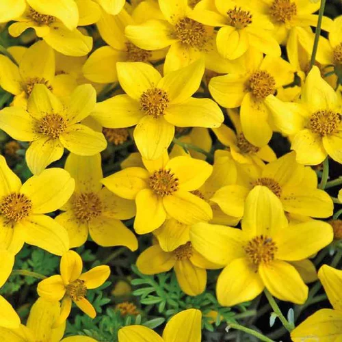 Bidens Compact Grandes Fleurs - Le pot de 12 x 12 cm