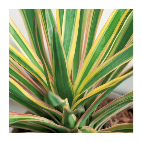 Yucca Gloriosa Variegata - pot 5 L