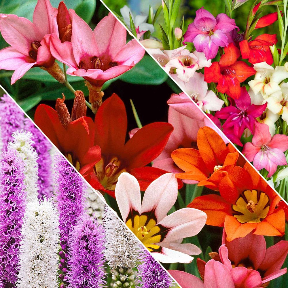 50 Bulbes de fleurs For Bees & Butterflies en mélange Gladiolus nanus, sparaxis, liatris spicata