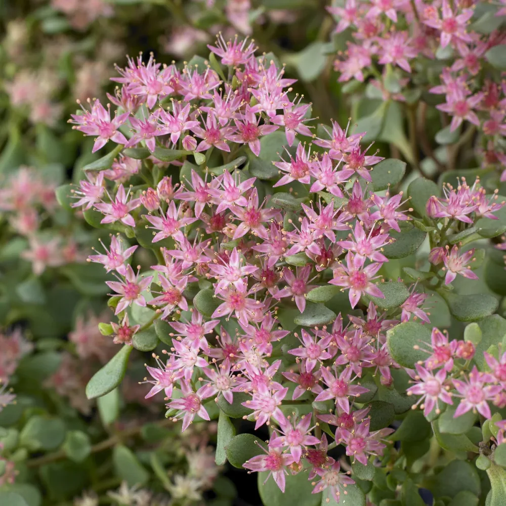 Sedum Lidakense Sedum cauticola Lidakense