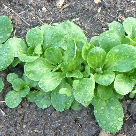 Mâche Verte de Cambrai | Semences bio et reproductibles