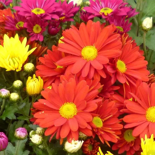 Mini chrysanthème ou marguerite d’automne - Le pot de Ø 9-12 cm