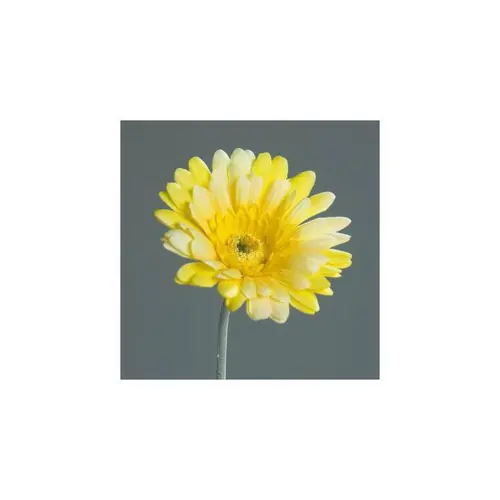 Tige de Gerbera décoratif jaune - 56 cm