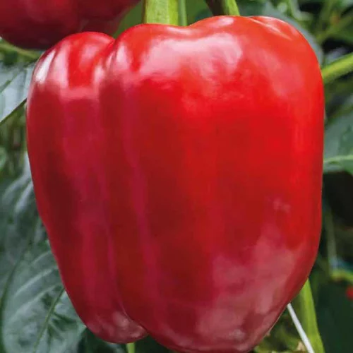 Poivron Rouge Predi Bio. La barquette de 3 plants