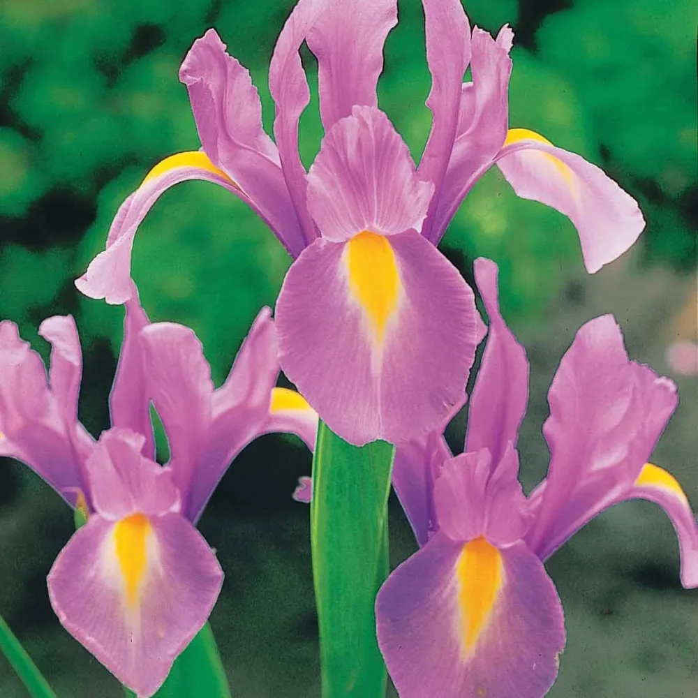 10 Iris de Hollande Rosario Iris hollandica rosario