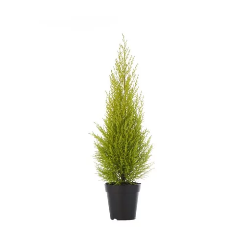 Cupressus Gold Crest - Le pot de 10.5 cm