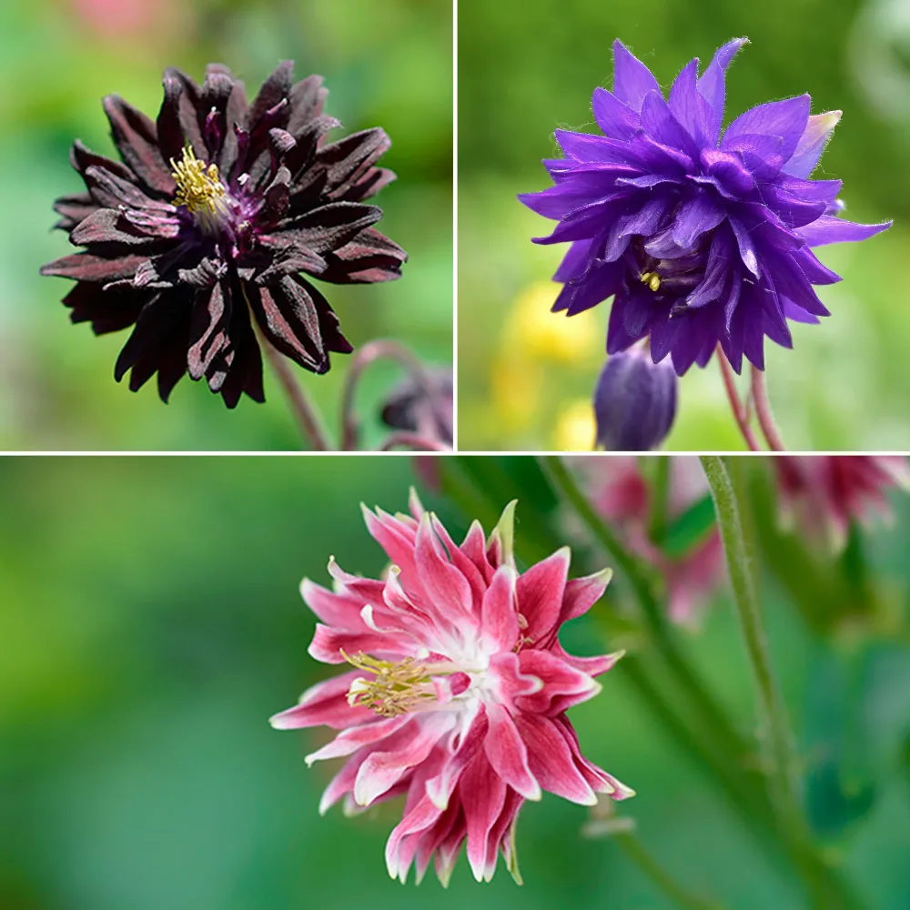 3 Ancolies Barlow en mélange Aquilegia vulgaris barlow