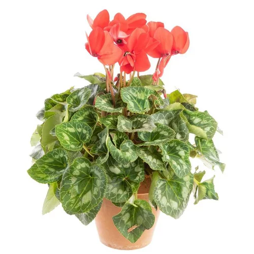 Cyclamen uni à fleurs multicolores - Le pot en terre Ø 16 cm