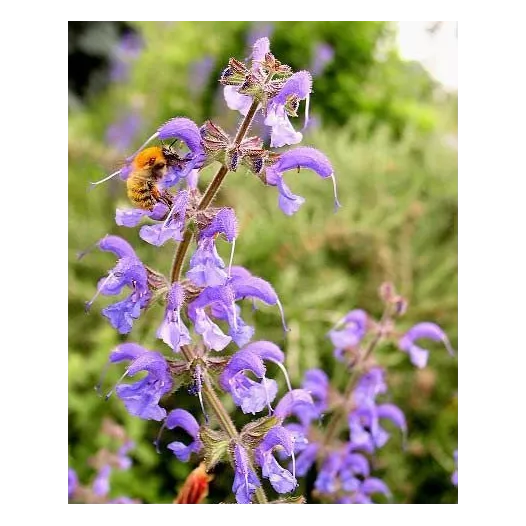 Graines de sauge des prés bio | Graines de fleurs