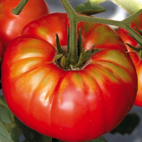 Tomate Côtelee Beefsteak. Le pot de 10,5 cm
