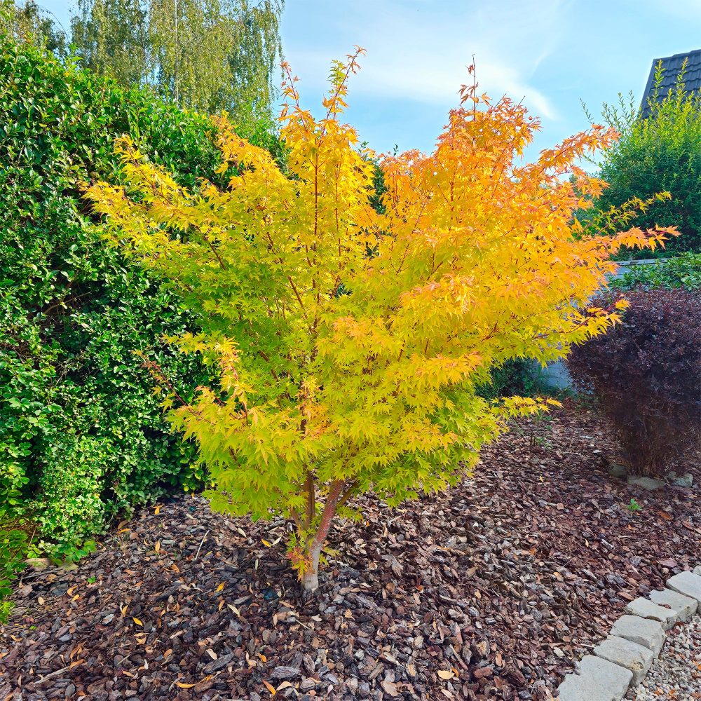 Erable du Japon Rêve orange Acer palmatum Orange Dream