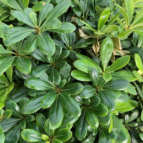 Pittosporum Tobira Nana 1/2 tige. Le pot de 7 litres