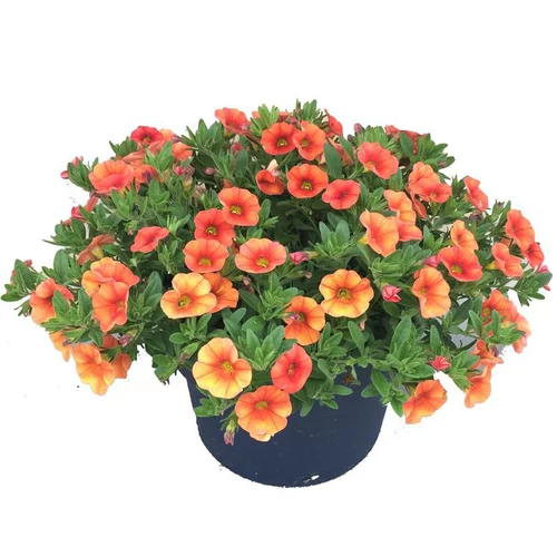 Calibrachoa multicolore - Le pot de 2,5 litres