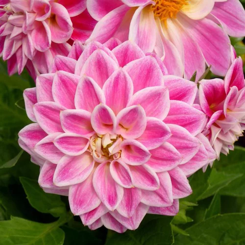 Dahlia à fleurs multicolores - Le pot de 3 litres