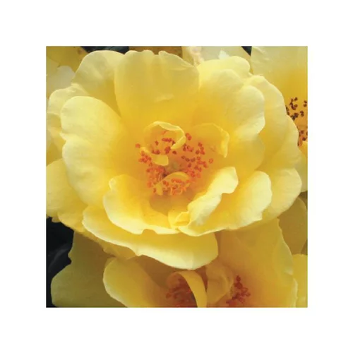 Rosier Suneva - Pot bleu de 5L