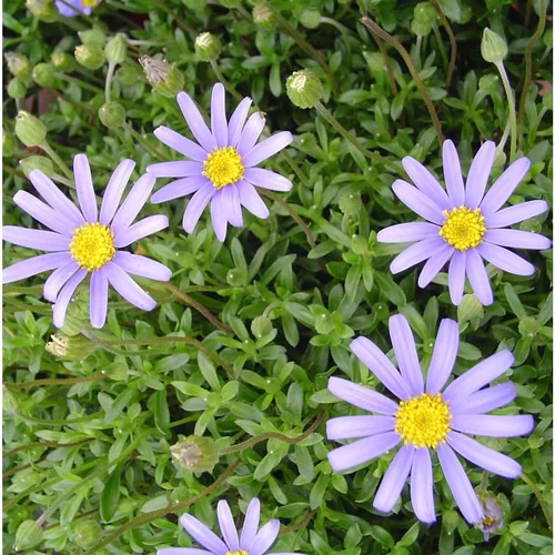 Agathéa (Aster du Cap, Marguerite du Cap) à fleurs bleues - Le pot de 0,5 litre