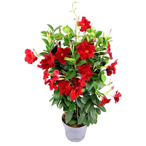 Dipladénia Fushion California Espalier - Le pot de 1 litre