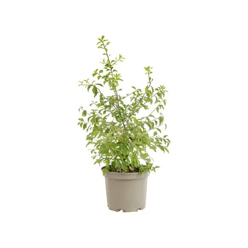 Prunus cerasifera coloris vert – 3 L