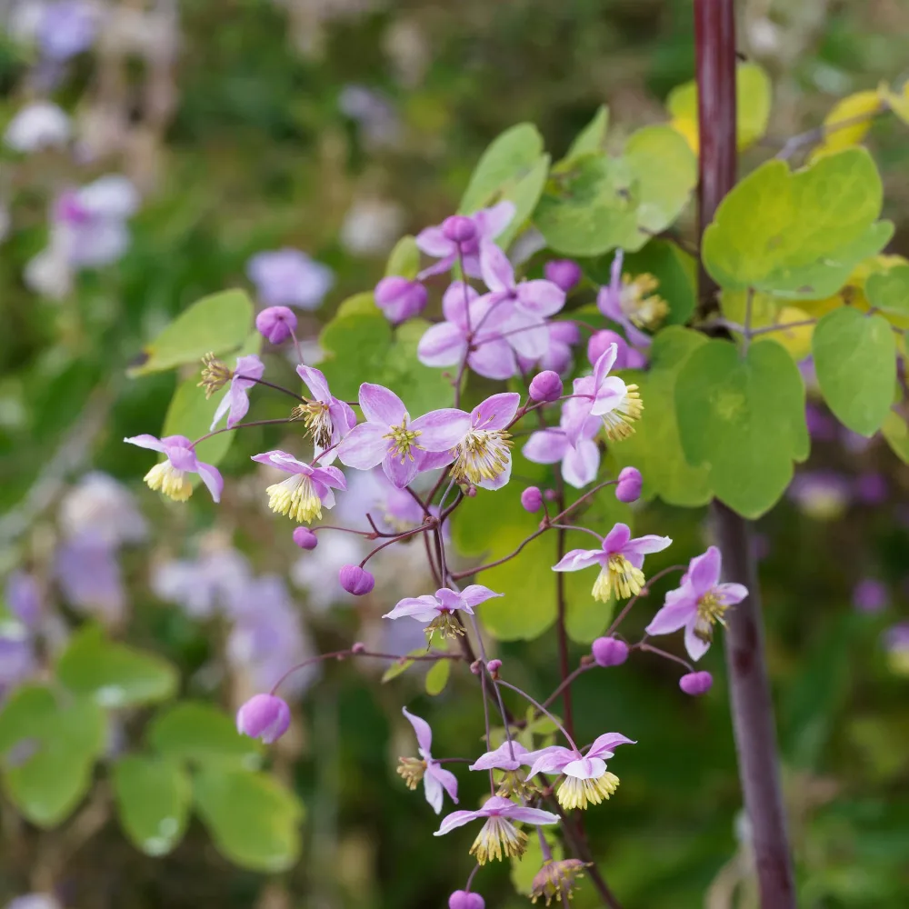 Pigamon Splendide Thalictrum delavayi Splendide