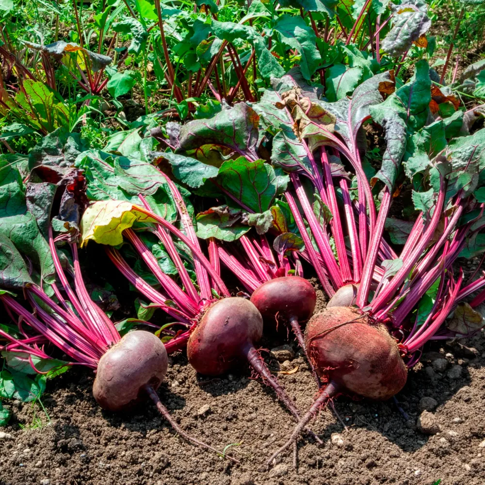 Betterave noire d'Egypte Bio Beta vulgaris d'egypte