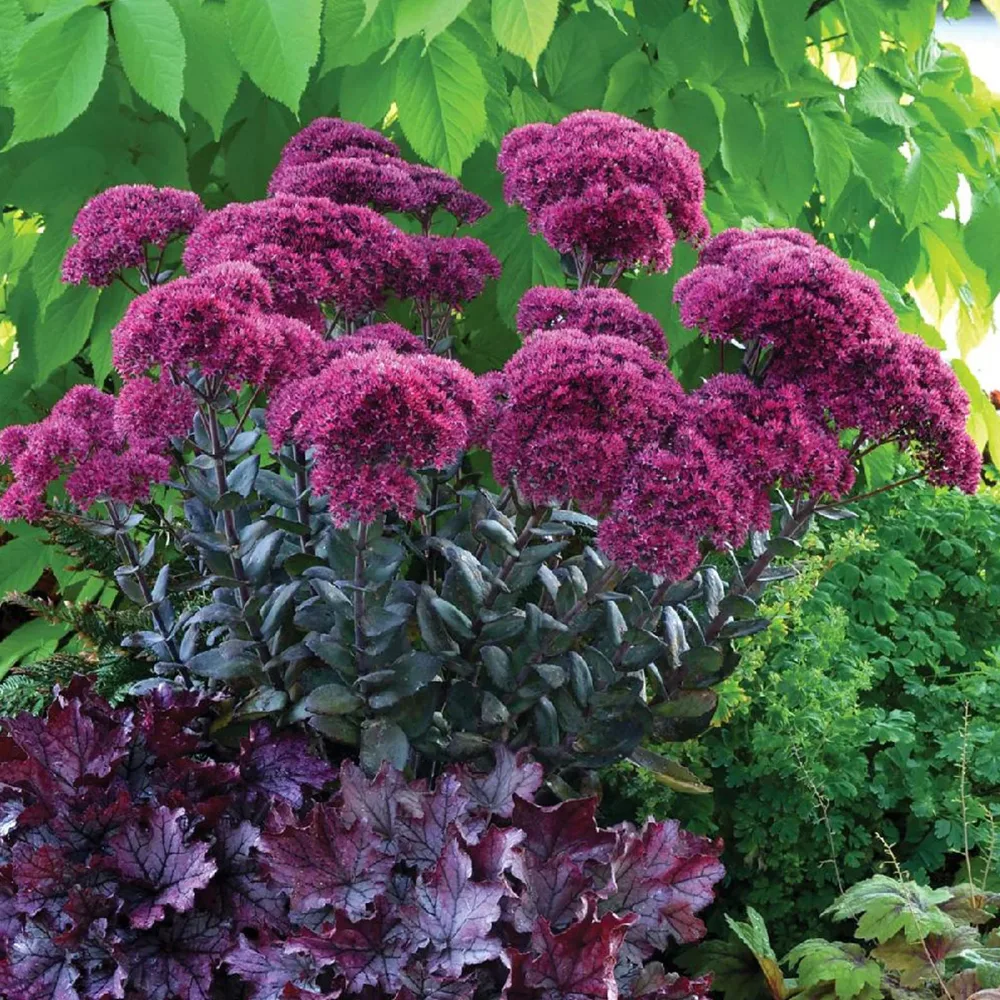 Sedum Thunderhead Sedum thunderhead