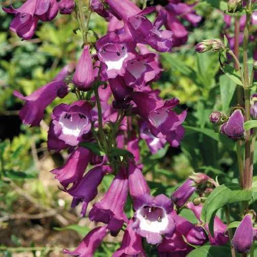 Penstemon violet Gorge blanche - Le pot de 9 x 9 cm
