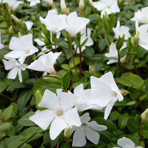 3 Petites pervenches White Power Vinca minor white power