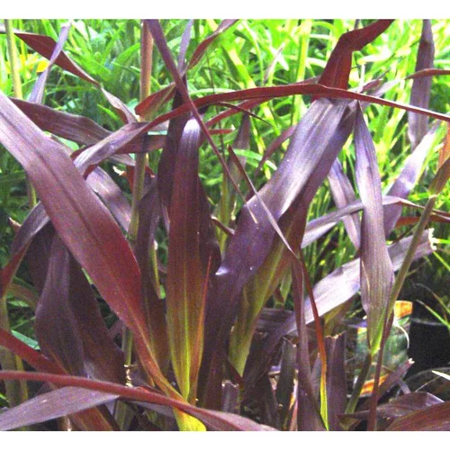 Pennisetum pourpre aux écouvillons - Le pot de 8,5 litres