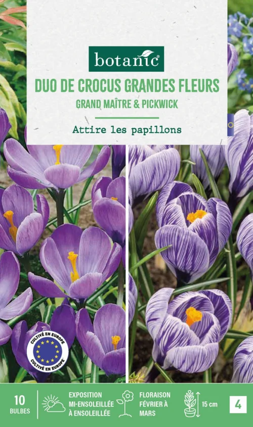 Duo crocus en mélange coloris violet botanic® - 10 bulbes