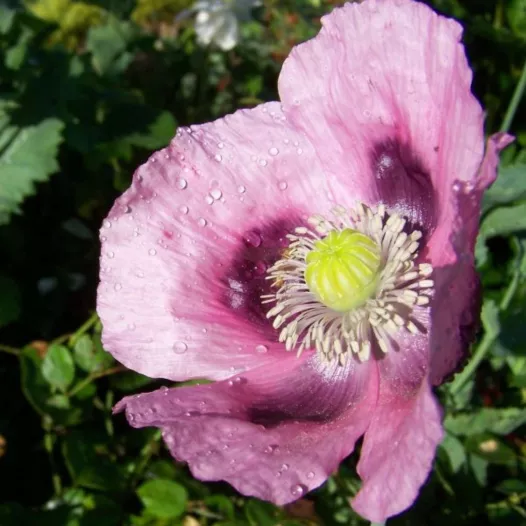 Pavot planète rouge du Jura | Graines bio et reproductibles de fleurs