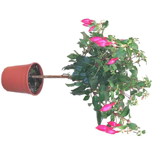 Fuchsia tige à fleurs multicolores - Le pot de 3 litres