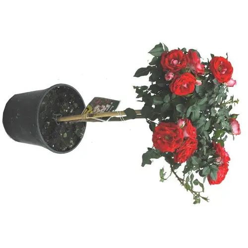 Rosier miniature sur tige - le pot de 6 litres