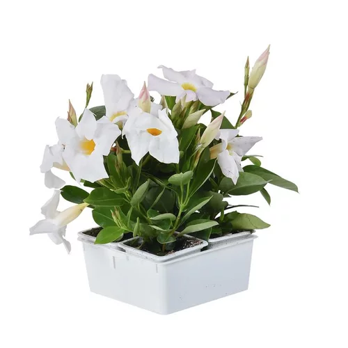 Dipladénia buisson multicolore. La barquette de 4 plants